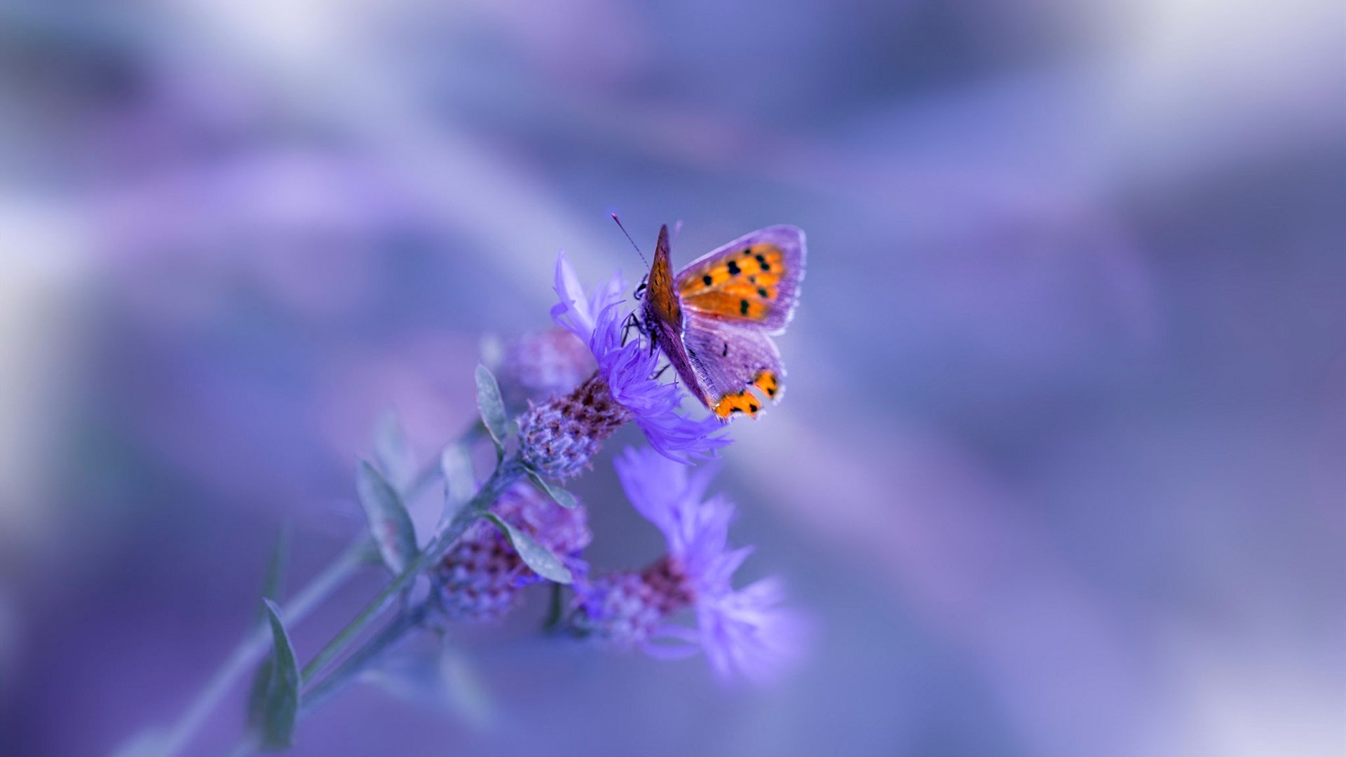 意甲焦点战之夜，努涅斯冠军级表现点燃争冠烽火