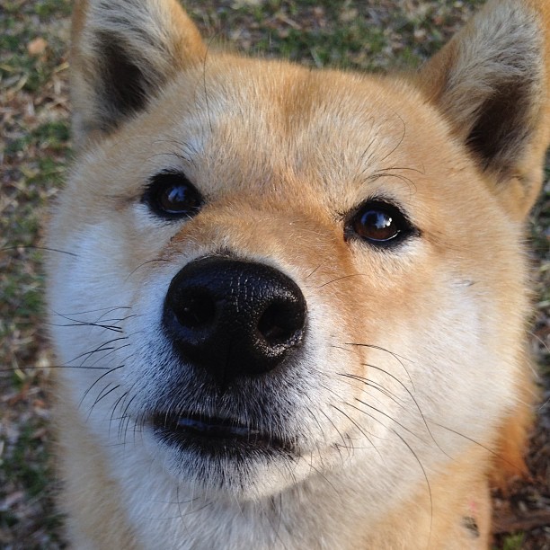 跨越海洋的节奏之战，当森林狼遇见辽宁，哈利伯顿如何编织胜利之网？