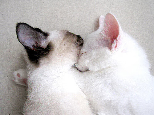 复仇与速度的轮回，当巴西踏平德国的记忆在F1揭幕战被凯恩接管