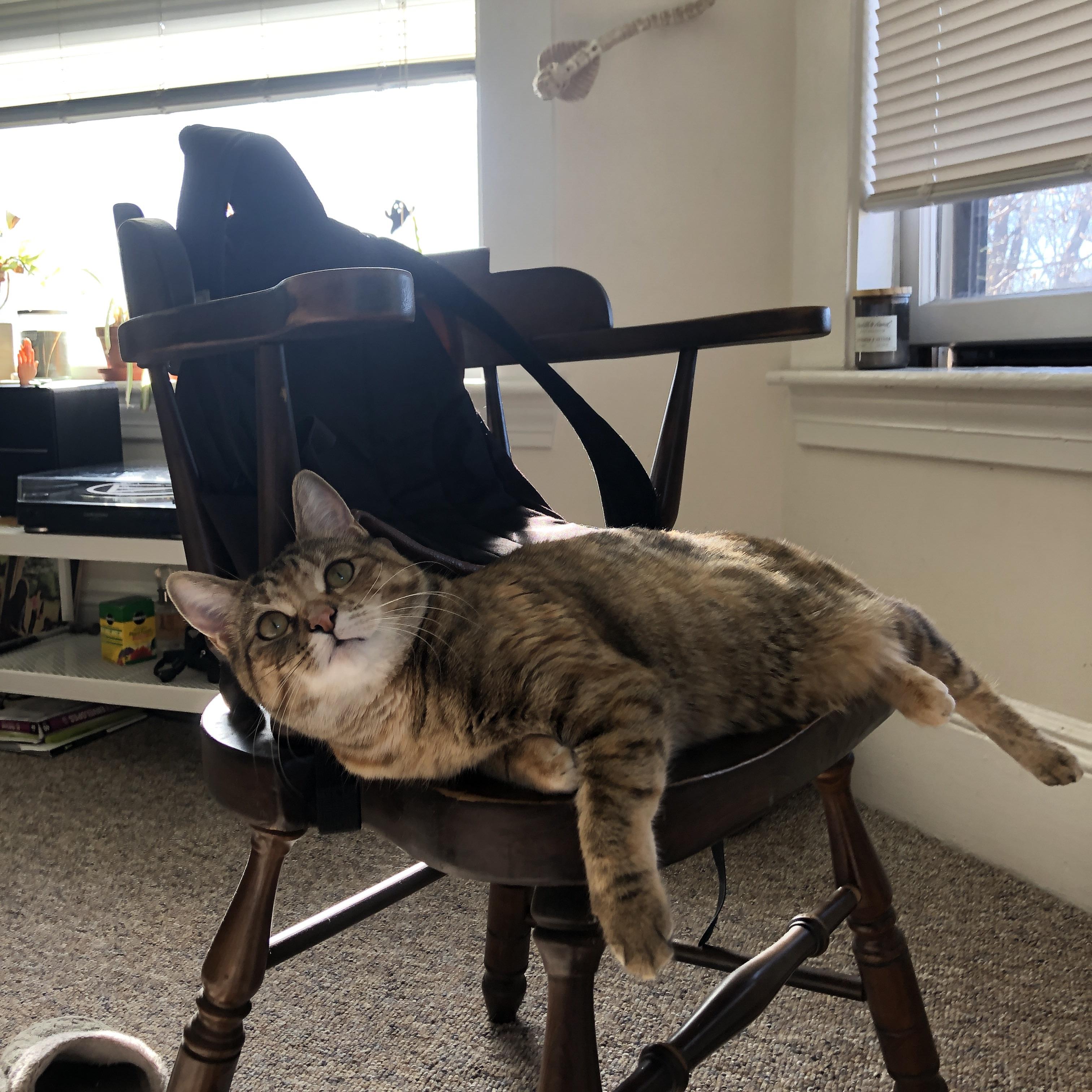 跨界对决,塔图姆用东方智慧为上海队按下胜利密钥