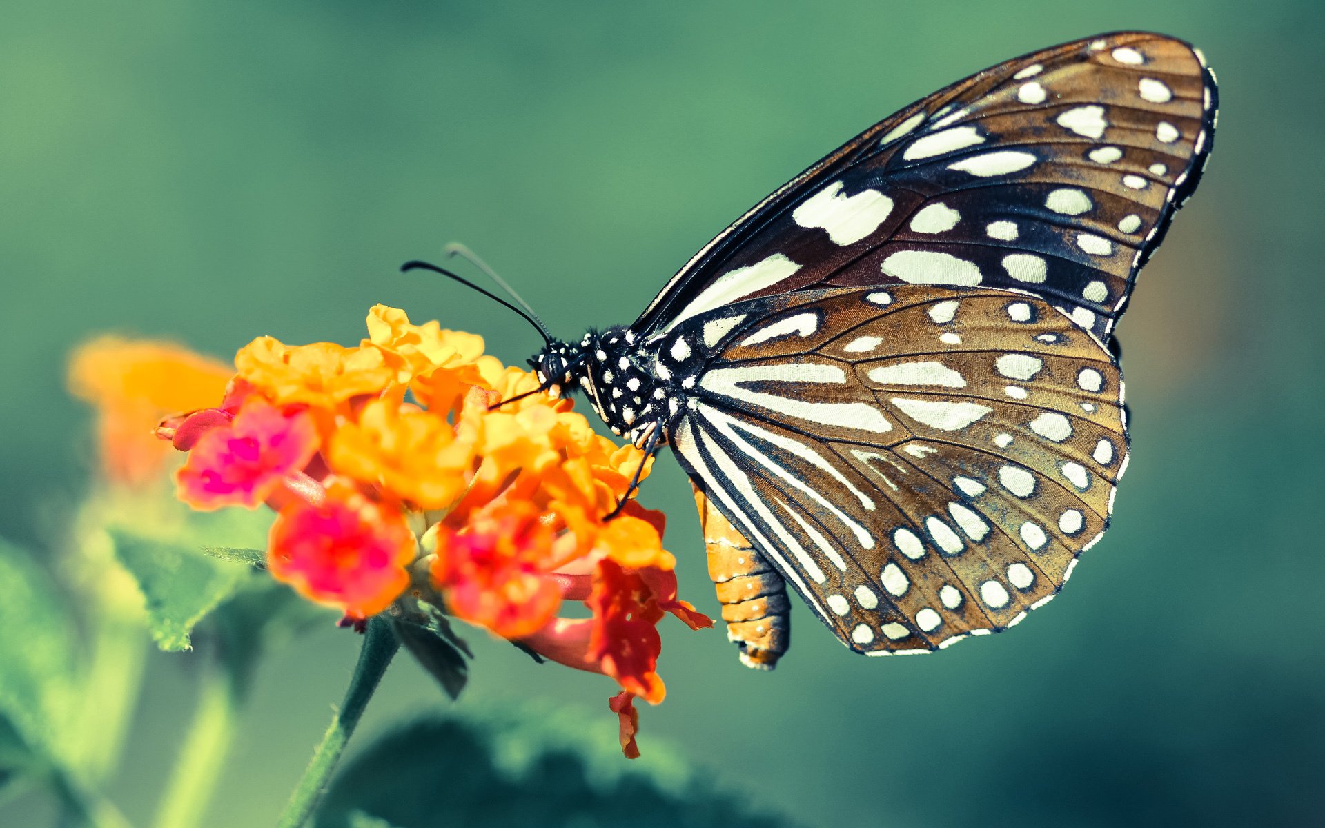 切特关键先生显威，山西队提前终结辽宁队悬念