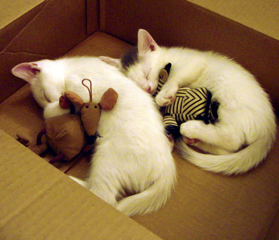 切特关键先生显威，山西队提前终结辽宁队悬念