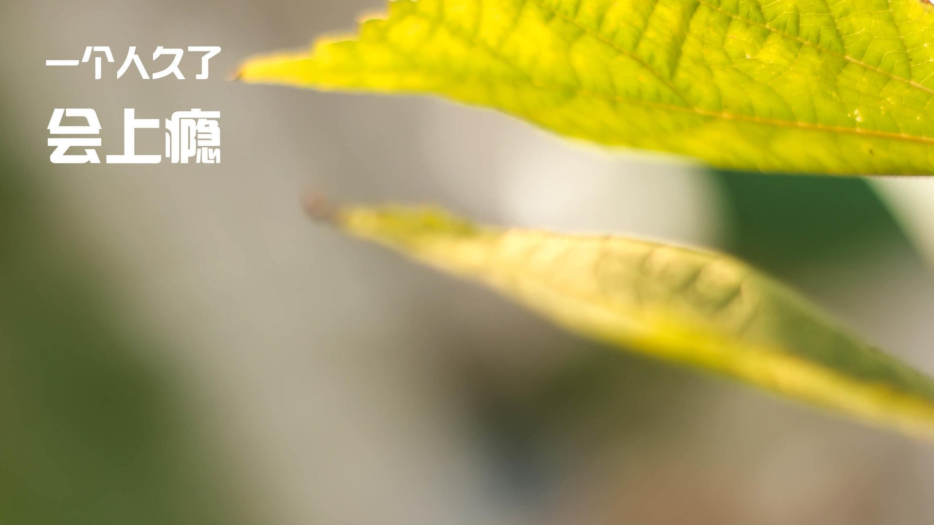 能量迸发,从英超争冠到灰熊制胜,瞬间如何定义永恒?