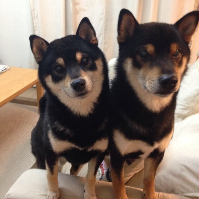 东方龙吟难敌紫金风暴,德罗赞高能输出助湖人末节带走辽宁