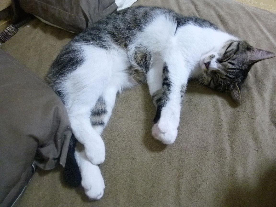 湖人对阵76人，武切维奇打出统治级数据背后的战术博弈