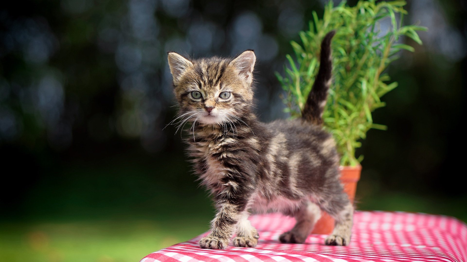 篮球双星闪耀，独行侠关键战突围篮网，爱德华兹德甲争冠战接管比赛