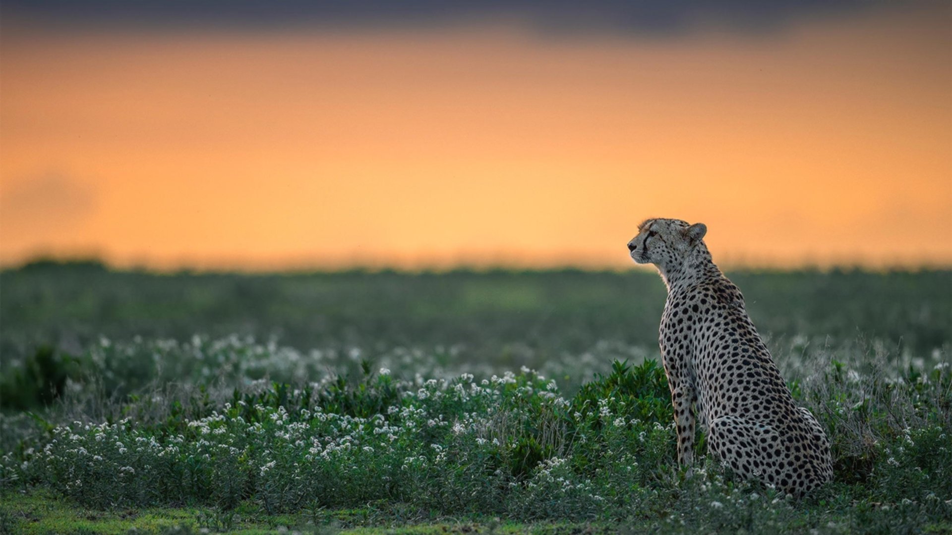 2026世界杯焦点战,热火封锁猛龙,北美德比掀风暴
