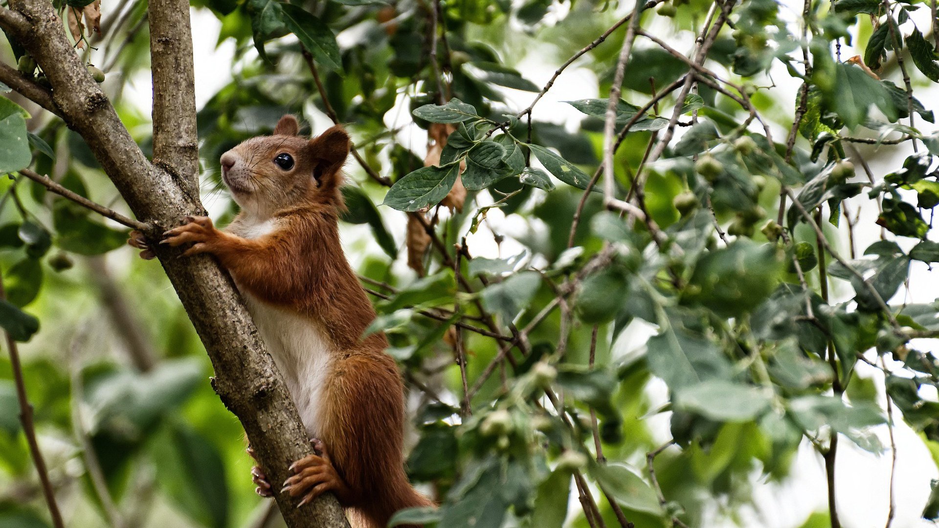 东方明珠对决丹佛高原,浓眉关键剑,封喉上海滩