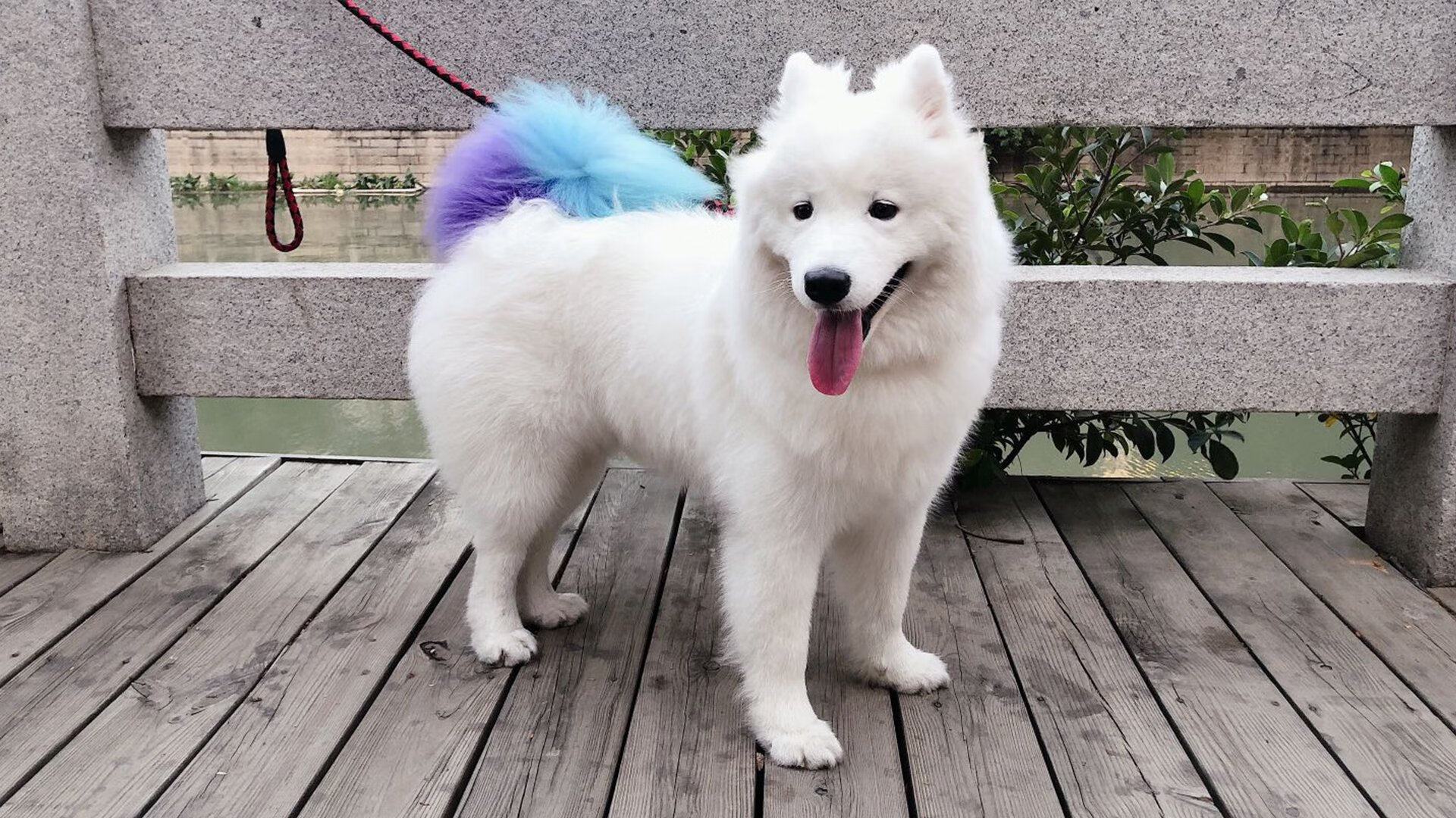 红黑重剑破蓝黑坚盾,欧冠淘汰赛焦点战,AC米兰斩落亚特兰大