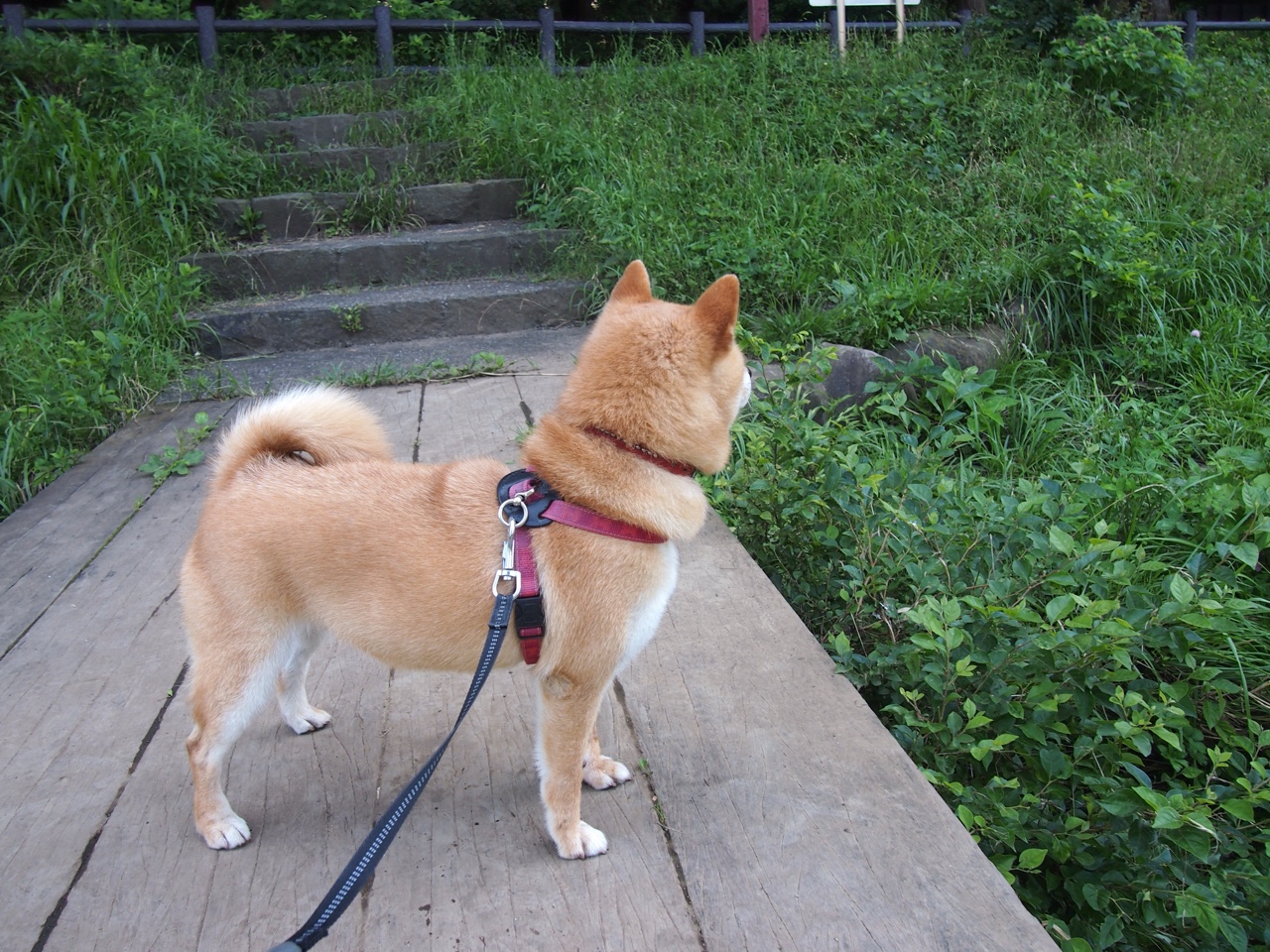 西决之夜，英雄觉醒，弗拉霍维奇扛起全队的背水一战